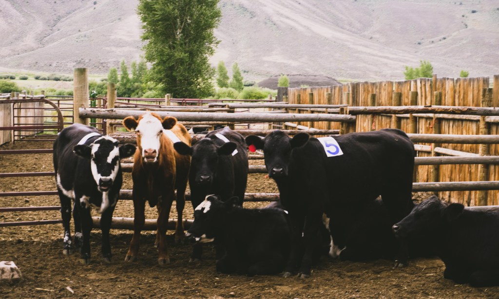 Voices of the Range: The&nbsp;Women