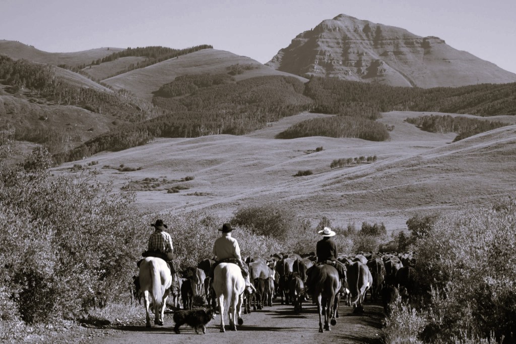 The Land. The Women. Their Stories.                An Environmental&nbsp;Perspective